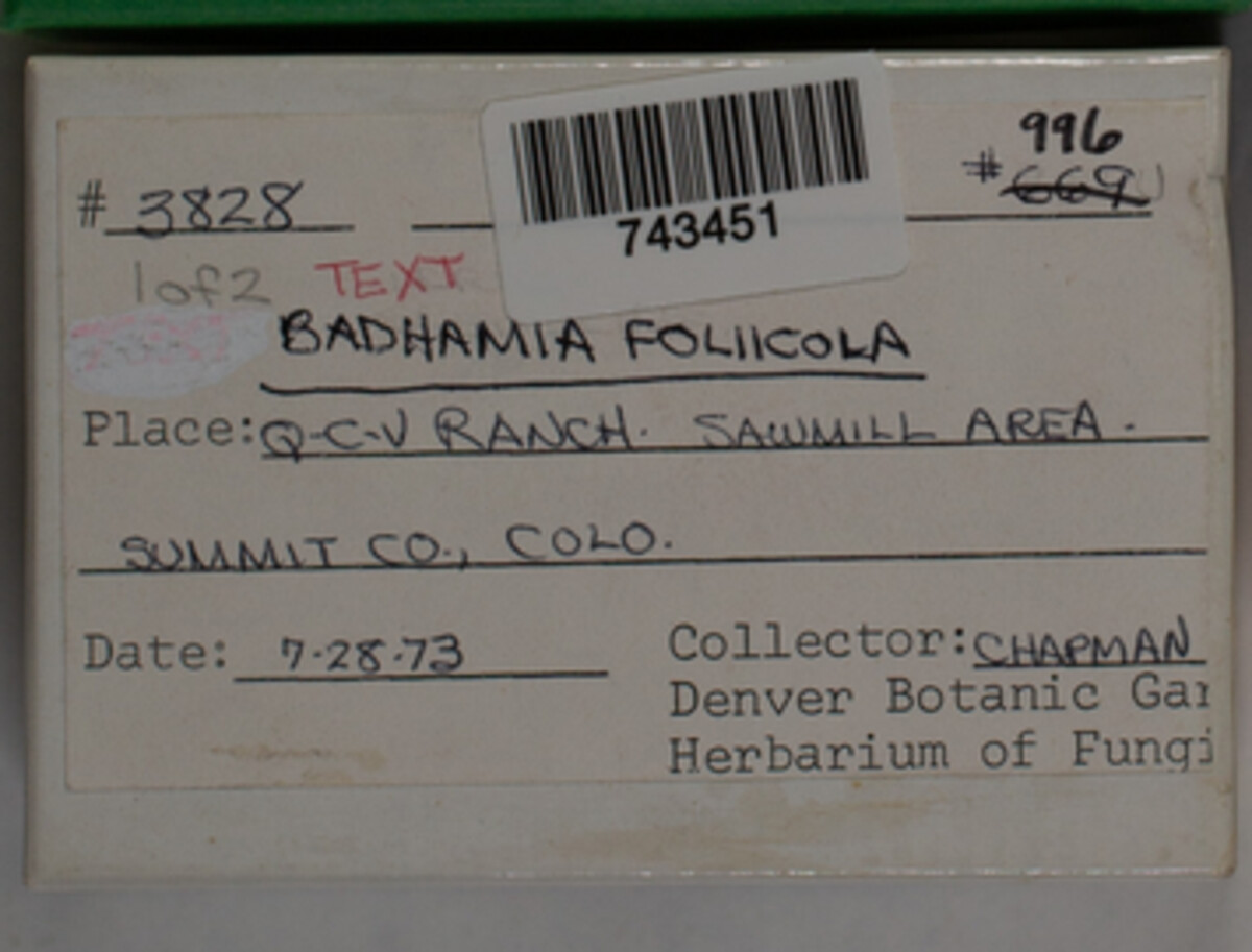 Badhamia image